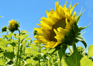 ganar dinero con la fotografía de paisaje